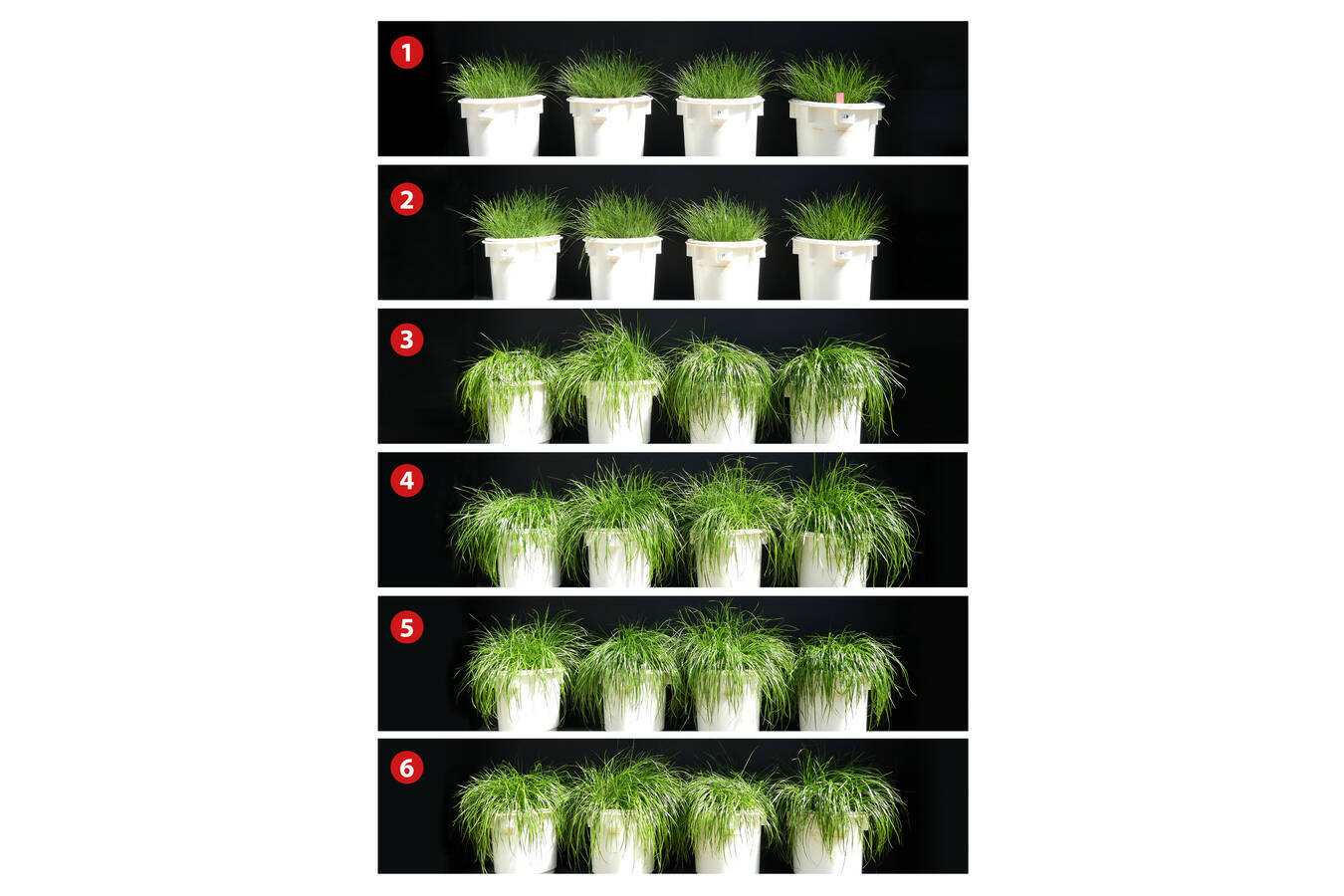 Figure 2: The ryegrass examples show that the plants fertilized this PHOS4green products produced the same amount of biomass as those treated with triple superphosphate: (1) = experimental control pots without fertilizer; (2) = plants fertilized with raw 
