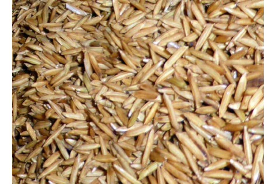 Steuerung der Feuchte bei der Herstellung von Parboiled Reis Die digitalen Sensoren von Hydronix liefern nachweislich sehr genaue und zuverlässige Ergebnisse und ermöglichen den Reisverarbeitern eine genauere ihren Prozess zu steuern.