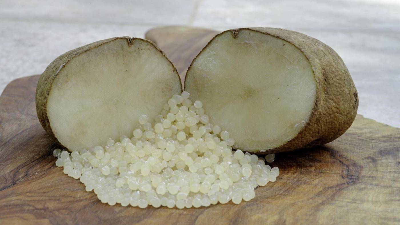 AZO: Nachhaltige Lösungen für die Kunststoffindustrie Sicheres und kompetentes Handling anspruchsvoller natürlicher Materialien