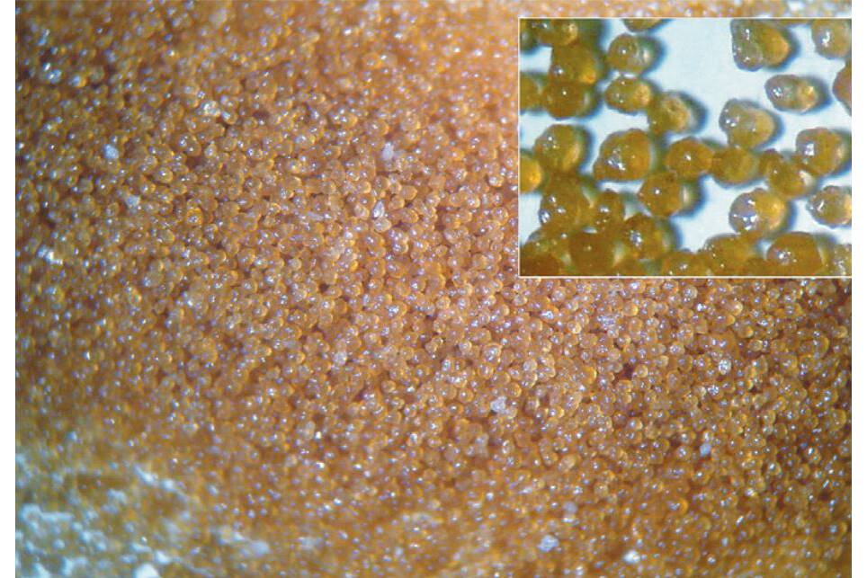 Fig.4  Spray granules from an enzyme solution