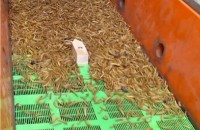 Siebung von Insekten als alternative Proteinquelle