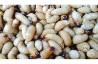 Insektenlarven – schonend getrennt mit neuen Verfahren